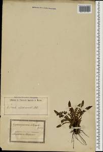Asplenium ceterach subsp. ceterach, Caucasus, Georgia (K4) (Georgia)