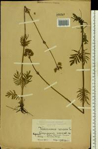 Valeriana rossica P. A. Smirn., Eastern Europe, Central forest-and-steppe region (E6) (Russia)