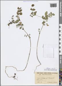 Lathyrus humilis (Ser.) Fisch. ex Spreng., Siberia, Russian Far East (S6) (Russia)