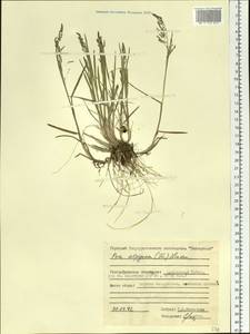 Poa alpigena Lindm., Siberia, Central Siberia (S3) (Russia)