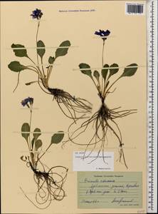 Primula amoena M. Bieb., Caucasus, North Ossetia, Ingushetia & Chechnya (K1c) (Russia)