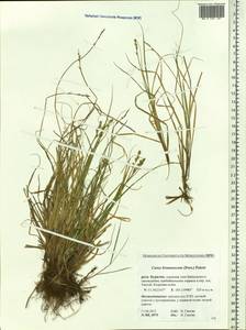 Carex brunnescens (Pers.) Poir., Siberia, Baikal & Transbaikal region (S4) (Russia)