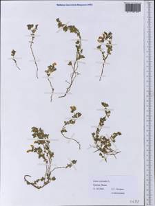 Lotus cytisoides L., Western Europe (EUR) (Greece)