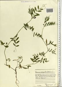 Vicia sativa subsp. nigra (L.)Ehrh., Eastern Europe, Northern region (E1) (Russia)