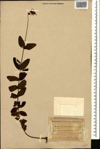 Hypericum montanum L., Caucasus, Abkhazia (K4a) (Abkhazia)