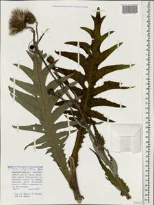 Cirsium uliginosum (M. Bieb.) Fisch., Caucasus, Stavropol Krai, Karachay-Cherkessia & Kabardino-Balkaria (K1b) (Russia)