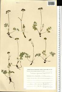 Tilingia ajanensis Regel & Tiling, Siberia, Chukotka & Kamchatka (S7) (Russia)