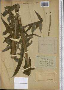 Sonchus palustris L., Caucasus (no precise locality) (K0) (Not classified)