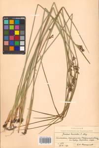 Juncus haenkei E. Mey., Siberia, Chukotka & Kamchatka (S7) (Russia)