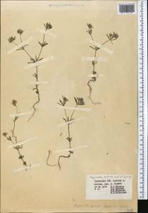 Asperula setosa Jaub. & Spach, Middle Asia, Western Tian Shan & Karatau (M3) (Uzbekistan)