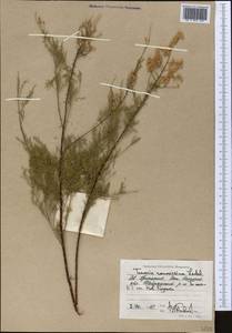 Tamarix ramosissima Ledeb., Middle Asia, Caspian Ustyurt & Northern Aralia (M8) (Kazakhstan)