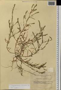 Corispermum sibiricum Iljin, Siberia, Altai & Sayany Mountains (S2) (Russia)