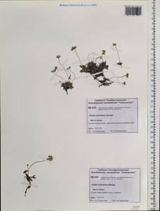 Draba ochroleuca Bunge, Siberia, Central Siberia (S3) (Russia)