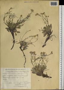 Physaria arctica (Wormsk. ex Hornem.) O'Kane & Al-Shehbaz, Siberia, Chukotka & Kamchatka (S7) (Russia)