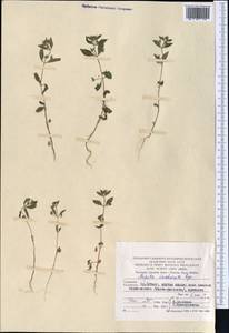 Nepeta saccharata Bunge, Middle Asia, Pamir & Pamiro-Alai (M2) (Turkmenistan)