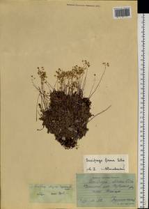 Saxifraga bronchialis subsp. stelleriana (Merk ex Ser.) Malysch., Siberia, Baikal & Transbaikal region (S4) (Russia)