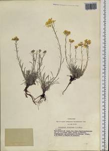 Erysimum flavum subsp. altaicum (C.A. Mey.) Polozhij, Siberia, Altai & Sayany Mountains (S2) (Russia)