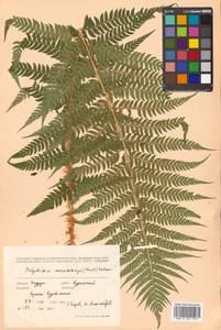 Polystichum microchlamys (Christ) Matsum., Siberia, Russian Far East (S6) (Russia)