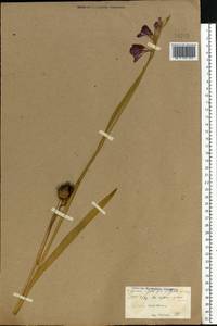 Gladiolus imbricatus L., Eastern Europe, North Ukrainian region (E11) (Ukraine)