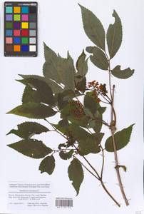 Sambucus racemosa L., Eastern Europe, Moscow region (E4a) (Russia)