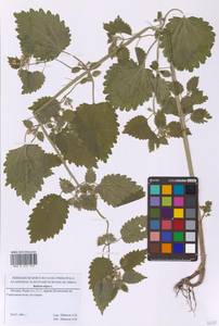 Ballota nigra L., Eastern Europe, Moscow region (E4a) (Russia)