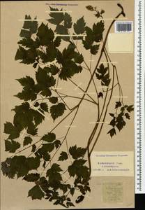 Actaea spicata L., Caucasus, Krasnodar Krai & Adygea (K1a) (Russia)