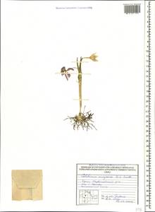 Colchicum triphyllum Kunze, Crimea (KRYM) (Russia)