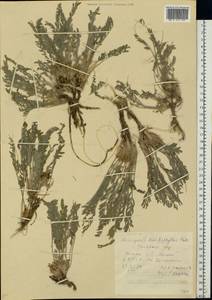 Astragalus dolichophyllus Pall., Eastern Europe, Rostov Oblast (E12a) (Russia)
