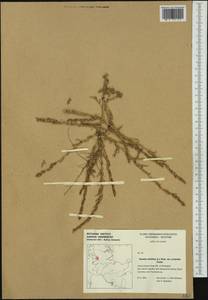 Suaeda prostrata Pall., Western Europe (EUR) (Germany)