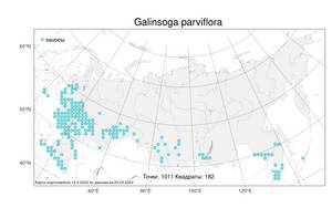 Galinsoga parviflora Cav., Atlas of the Russian Flora (FLORUS) (Russia)