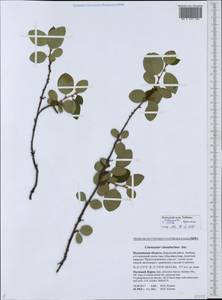 Cotoneaster integerrimus Medik., Eastern Europe, Northern region (E1) (Russia)