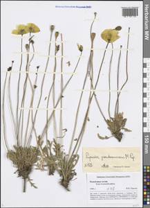 Papaver canescens Tolm., Siberia, Altai & Sayany Mountains (S2) (Russia)