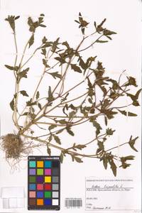 Bidens tripartita L., Eastern Europe, Central forest region (E5) (Russia)