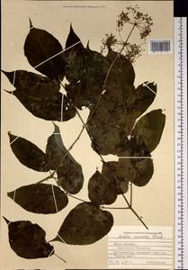 Aralia cordata Thunb., Siberia, Russian Far East (S6) (Russia)