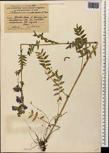 Polemonium caucasicum N. Busch, Caucasus, South Ossetia (K4b) (South Ossetia)