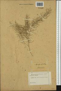 Asparagus tenuifolius Lam., Western Europe (EUR) (Germany)