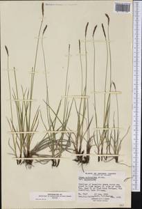 Carex scirpoidea Michx., America (AMER) (Canada)
