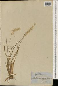 Imperata cylindrica (L.) Raeusch., South Asia, South Asia (Asia outside ex-Soviet states and Mongolia) (ASIA) (Nepal)