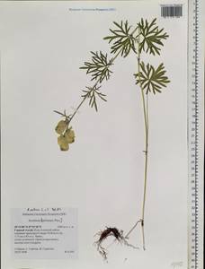 Aconitum anthoroideum DC., Siberia, Altai & Sayany Mountains (S2) (Russia)