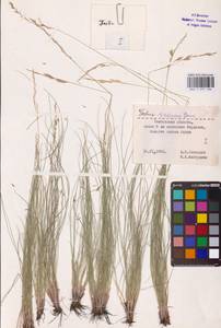 Festuca valesiaca Schleich. ex Gaudin, Eastern Europe, Central forest-and-steppe region (E6) (Russia)