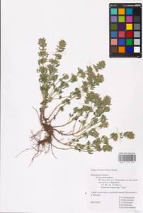 MHA 0 156 518, Clinopodium acinos (L.) Kuntze, Eastern Europe, Central region (E4) (Russia)