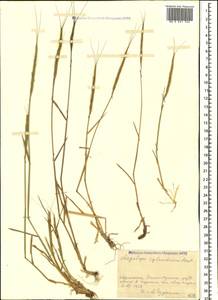 Aegilops cylindrica Host, Caucasus, Armenia (K5) (Armenia)