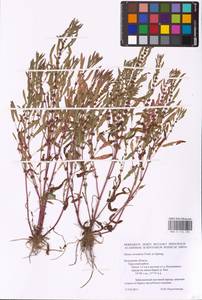 Rumex ucranicus Fisch., Eastern Europe, Central region (E4) (Russia)