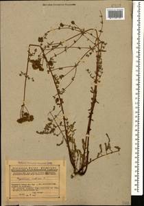 Hypericum scabrum L., Caucasus, Armenia (K5) (Armenia)
