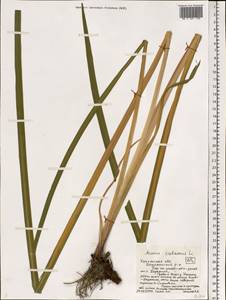 Acorus calamus L., Eastern Europe, Central region (E4) (Russia)