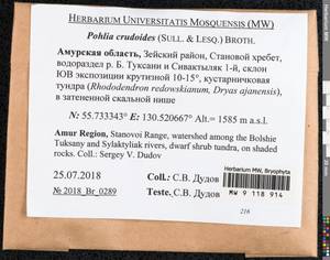 Pohlia crudoides (Sull. & Lesq.) Broth., Bryophytes, Bryophytes - Russian Far East (excl. Chukotka & Kamchatka) (B20) (Russia)