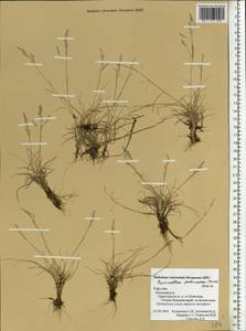 Puccinellia capillaris subsp. pulvinata (Fr.) Tzvelev, Eastern Europe, Northern region (E1) (Russia)
