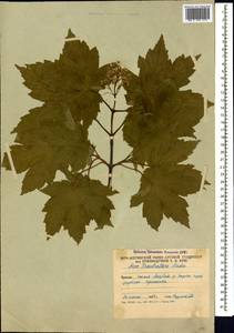 Acer heldreichii subsp. trautvetteri (Medvedev) A. E. Murray, Caucasus, South Ossetia (K4b) (South Ossetia)