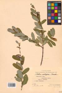 Salix integra Thunb., Siberia, Russian Far East (S6) (Russia)