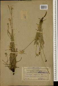 Leontodon asperrimus (Willd.) Boiss. ex Ball, Caucasus, Armenia (K5) (Armenia)